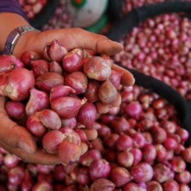 

Bawang merah brebes sedang