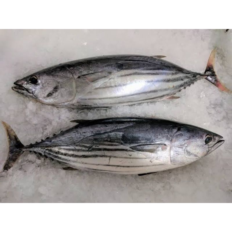 

Ikan Cakalang 1kg