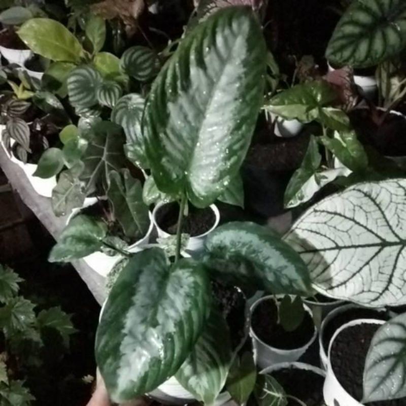 Tanaman Hias Hamalomena Andromeda