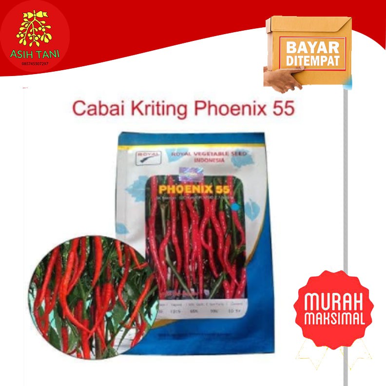 Benih Cabe Keriting Phoenix 55 Royal Seed