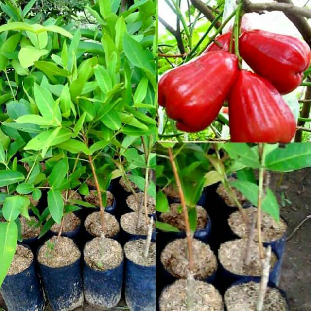 Bibit jambu citra merah
