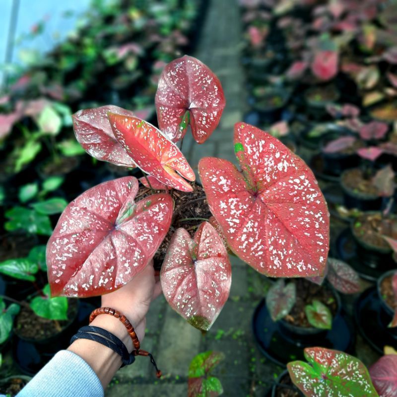 Caladium D.O.H Deep Of Heart Tanaman Hias Bunga Keladi Import