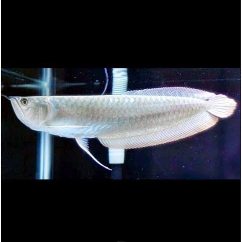 Arowana