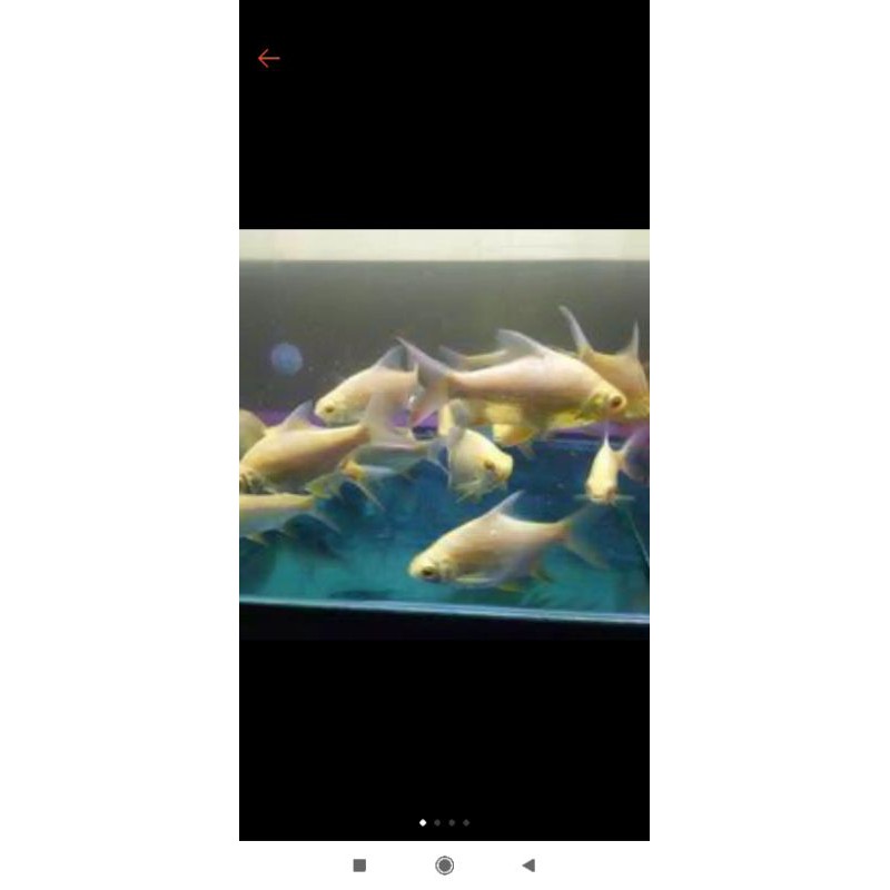 

Ikan Kafiat Tankmate Ikan Arwana