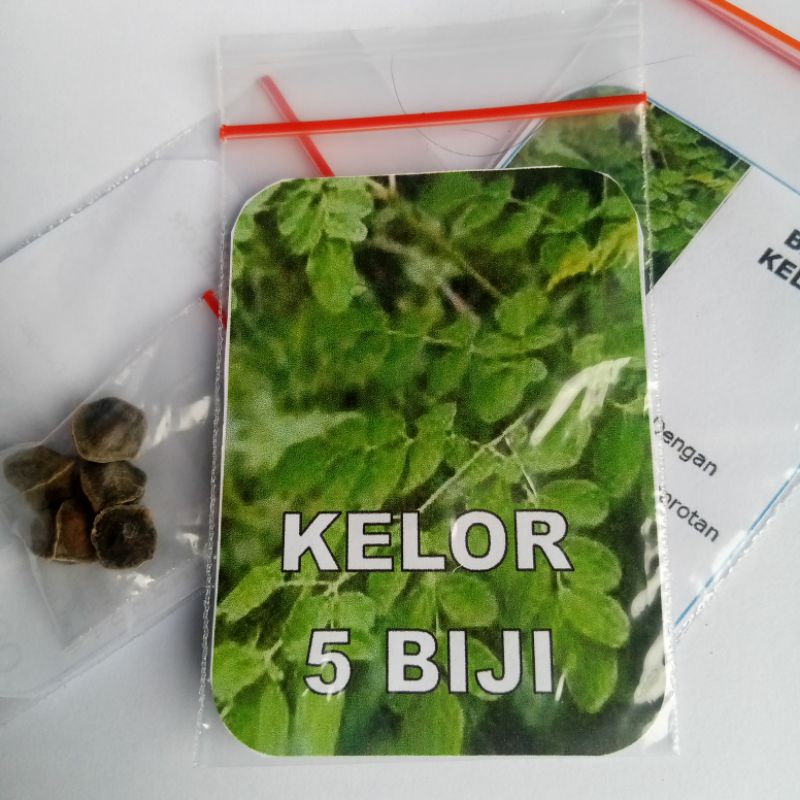 Biji Kelor Benih Kelor Biji Daun Kelor Siap Semai