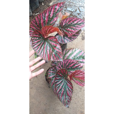 Begonia rex walet