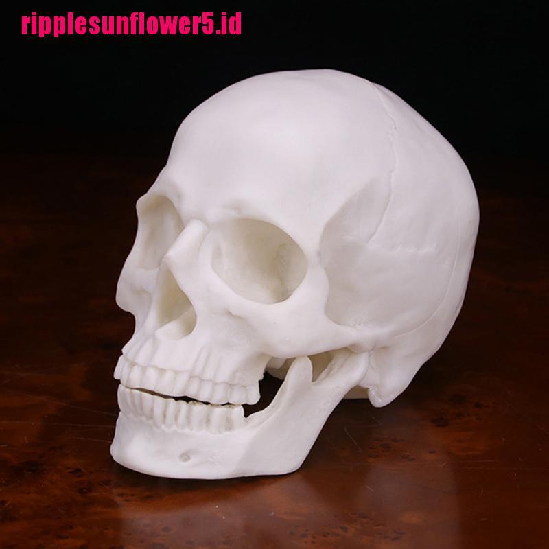 Model Kerangka Manusia Realistis Bahan Resin Warna Putih Skala 1: 1 Untuk Halloween