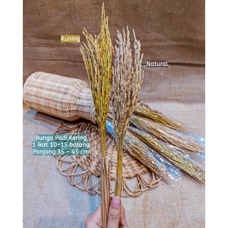 Tanaman Padi Kering Dried Flowers Asli Hiasan Dekorasi Rumah Rustic