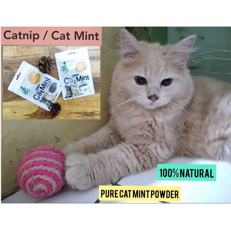 

Catnip Powder / Cat Mint Powder