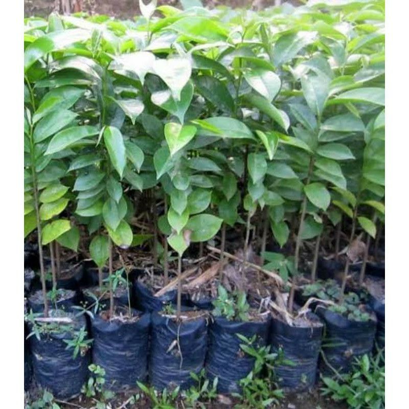 bibit sirsak , bibit tanaman sirsak, tanaman sirsak.