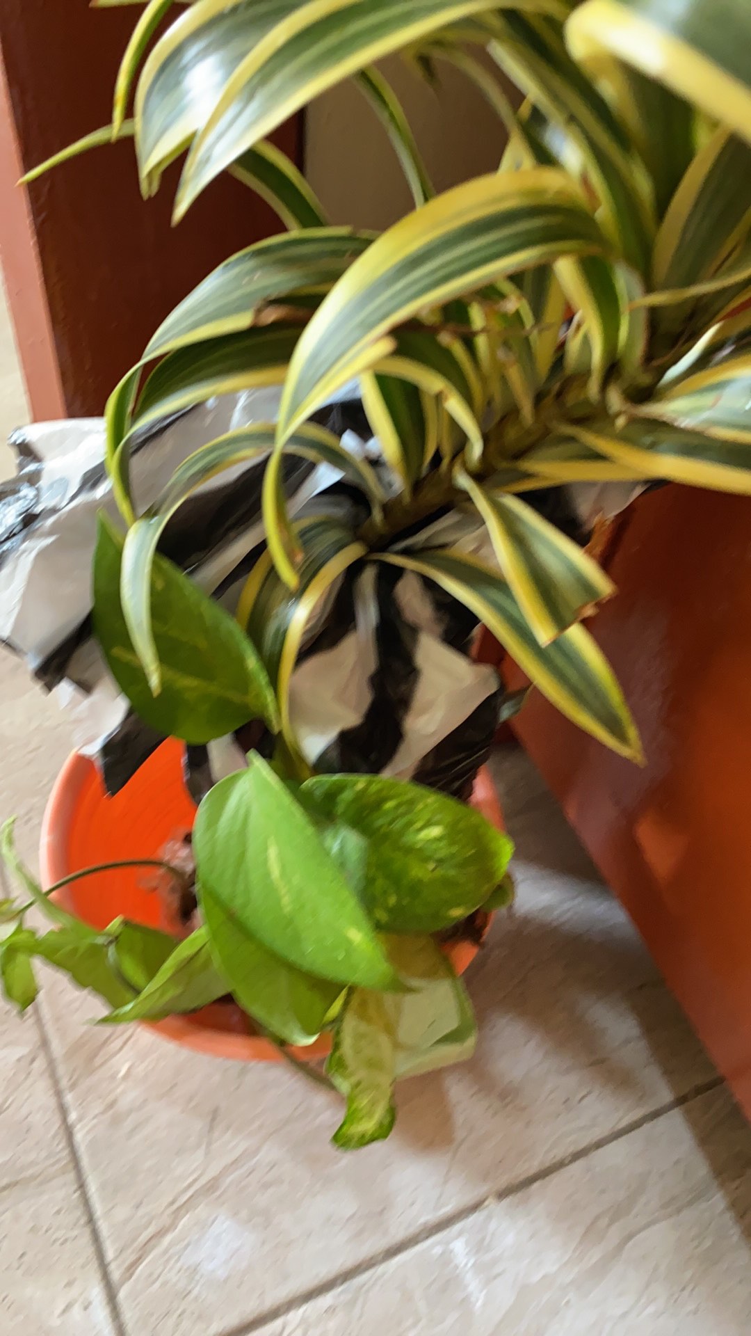 Sale ❗❗ Bibit Sirih Gading Jumbo