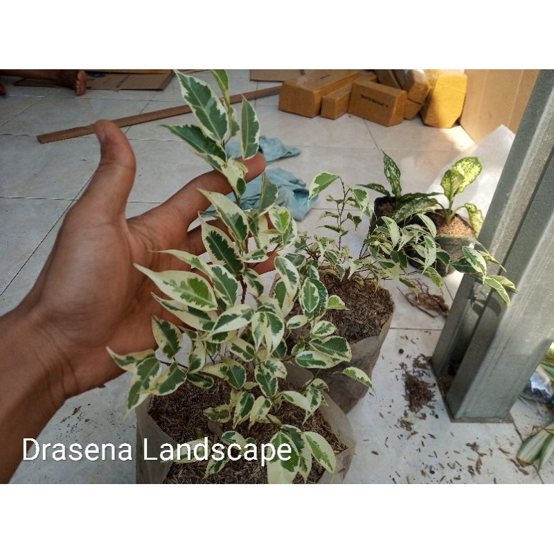 Tanaman Hias Bringin Varigata Pohon Bringin Putih