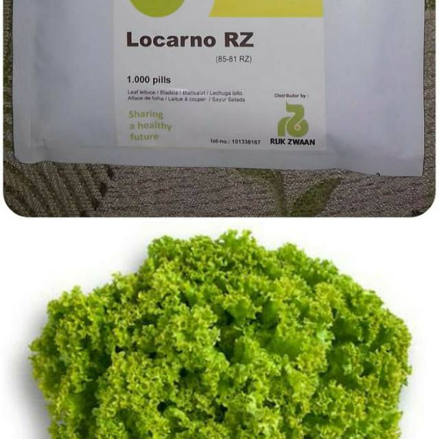 Benih - Bibit - Biji - Selada LOCARNO RZ Leaf Lettuce, Rijk Zwaan