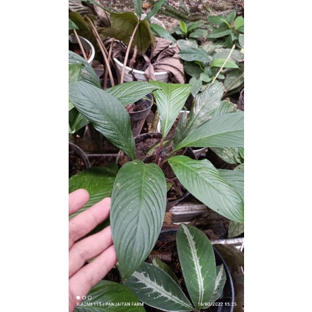 Tanaman Hias Homalomena plicata sp Sumatera Utara