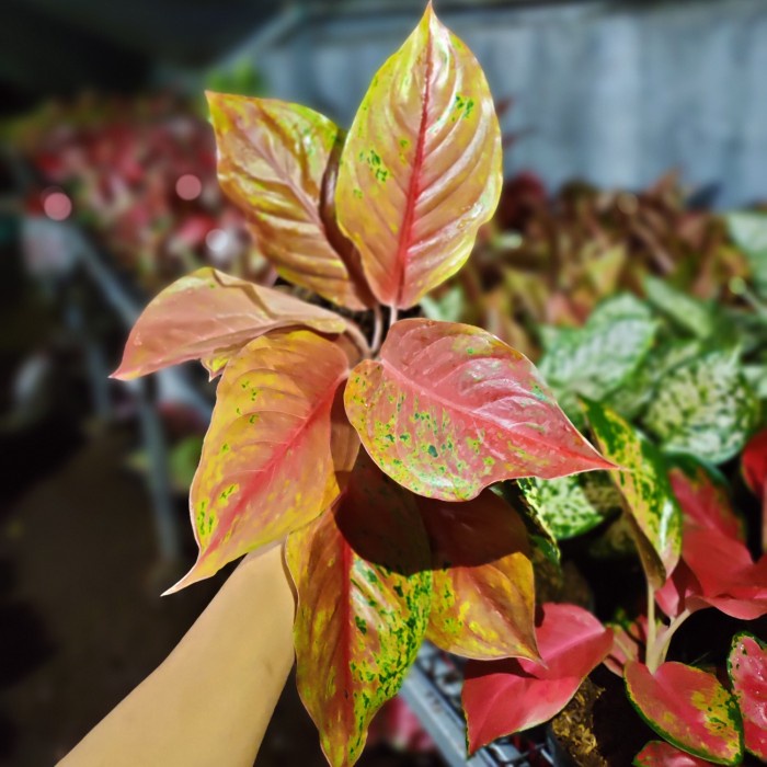 Promo Aglonema Striptis Mutasi