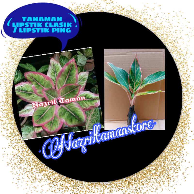 Tanaman hias Aglonema Lipstik Classic-Lotus Kw