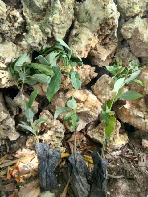 Termurah/ Paling Murah Pakettt 3batang Bibit Tanaman Buah Alpukat Lam Hass