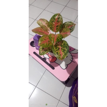 Aglonema Big Papa Jumbo mutasi, foto real pict