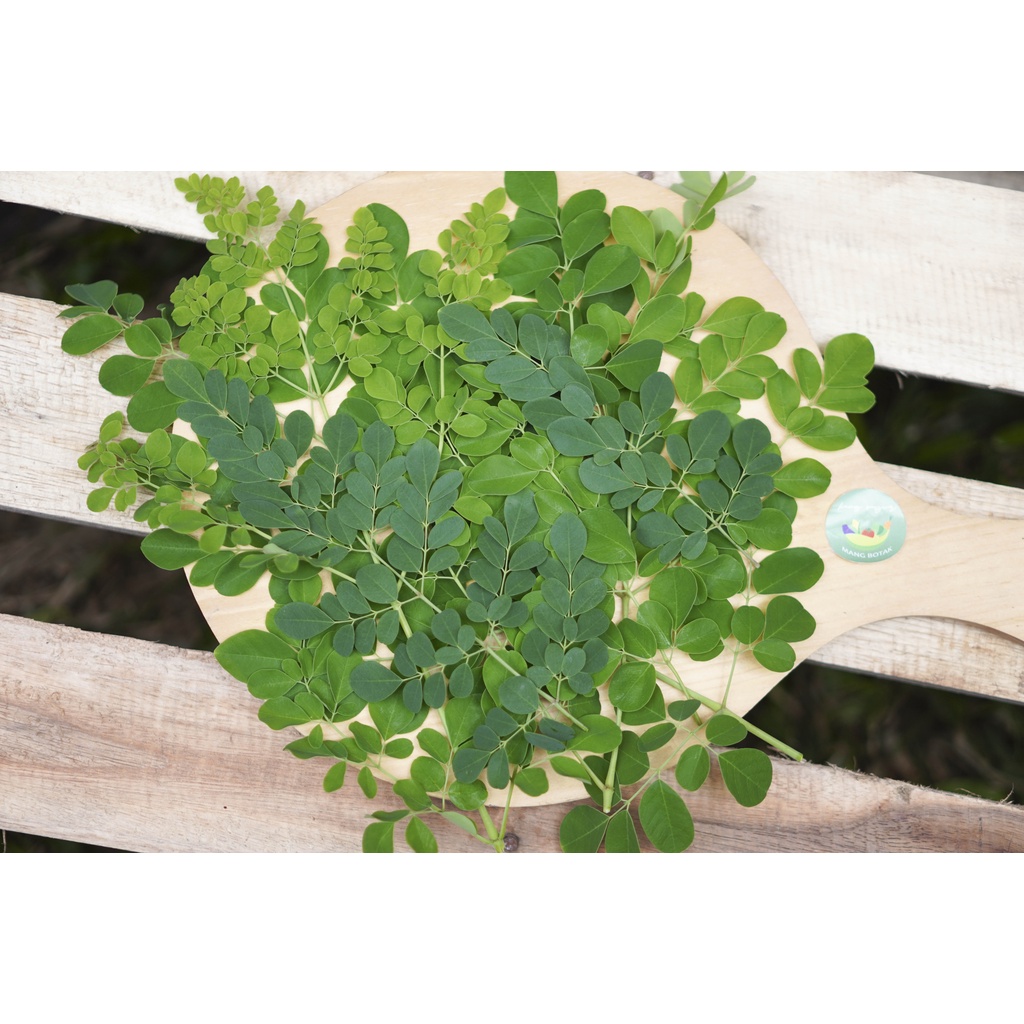 

Daun kelor segar 1 pack (100 gr)