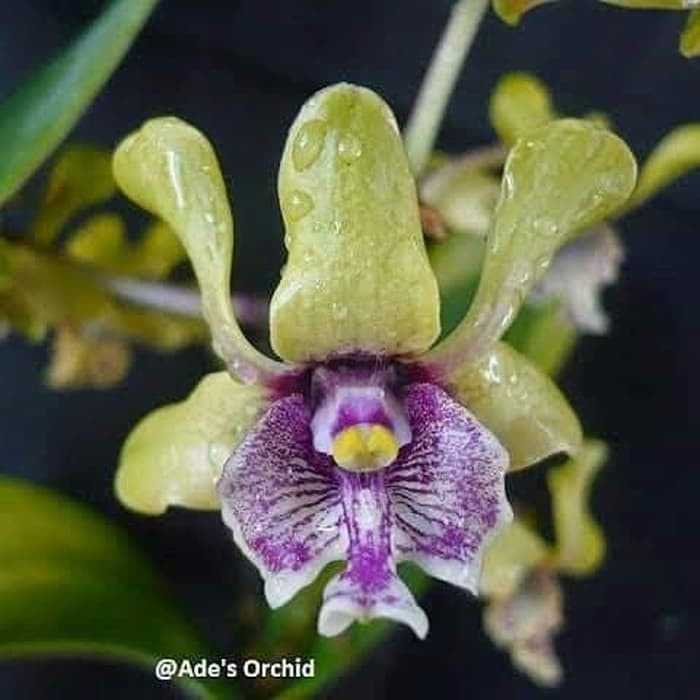 seedling anggrek dendrobium violaceoflavens besi