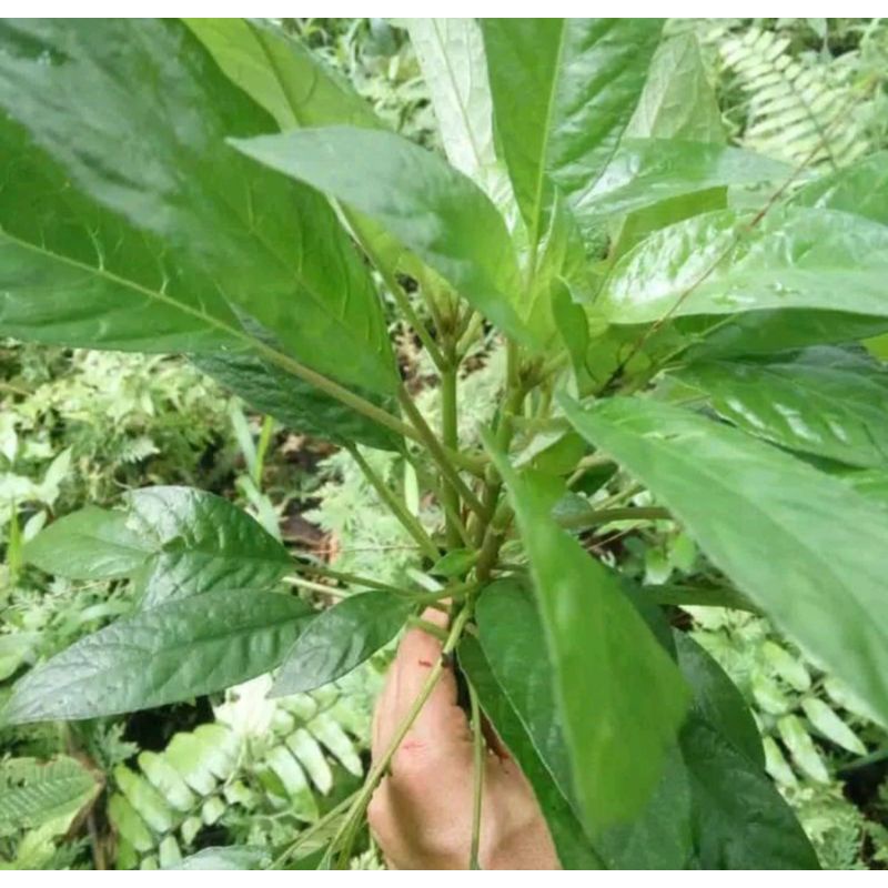 

Daun rende SEGAR lalapan khas sunda 100 gram