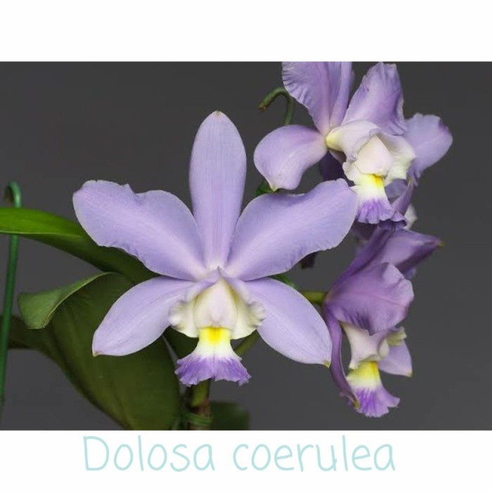 Anggrek Catlleya Species Dolosa Coerulea