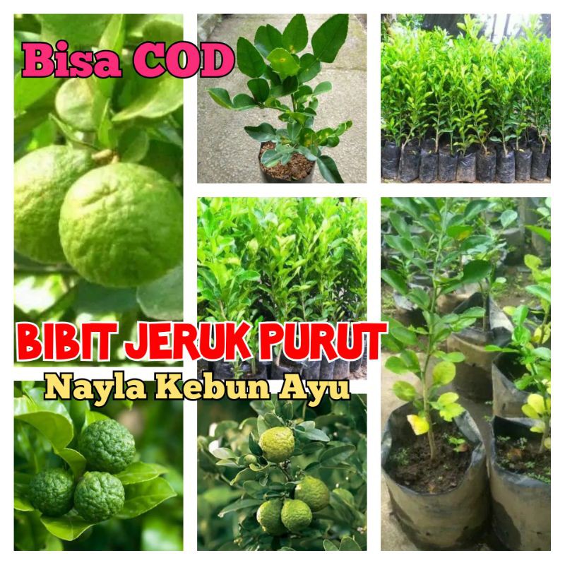 

Bibit JERUK PURUT okulasi