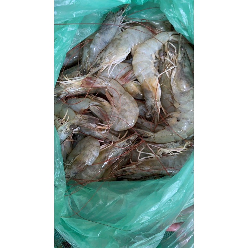 

UDANG VANAME UKURAN BESAR 1KG