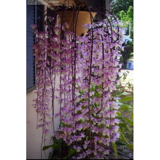Anggrek Dendro Aphyllum