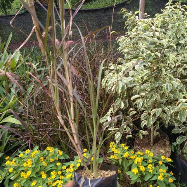 Tanaman hias alang - alang merah - pohon alang - alang