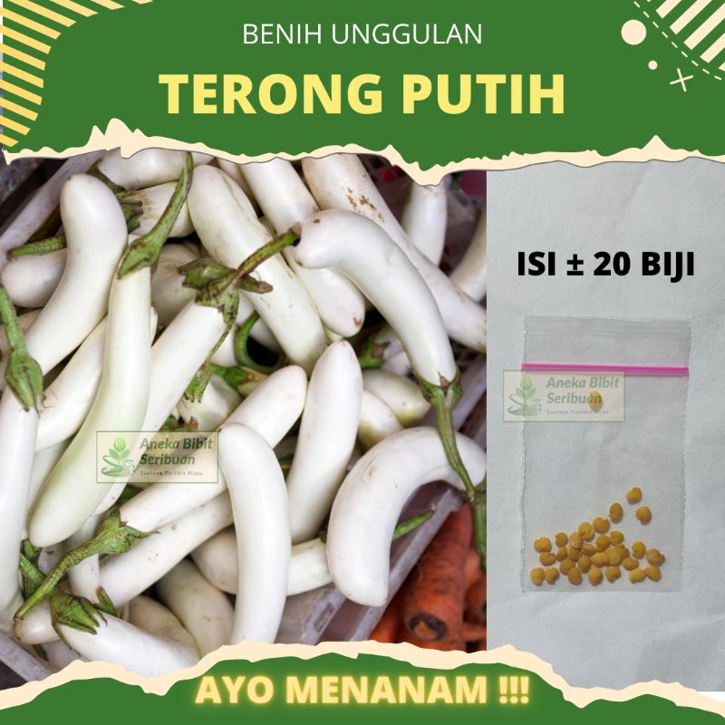 20 biji - benih terong putih &quot;pulus&quot;