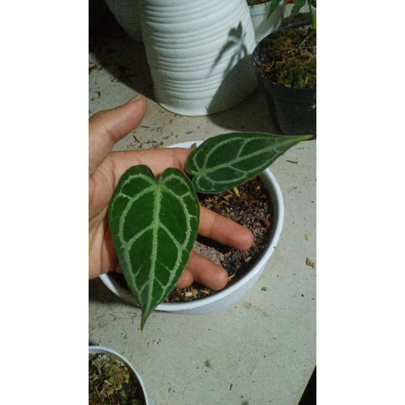 ANTHURIUM FORGETII x silver blush