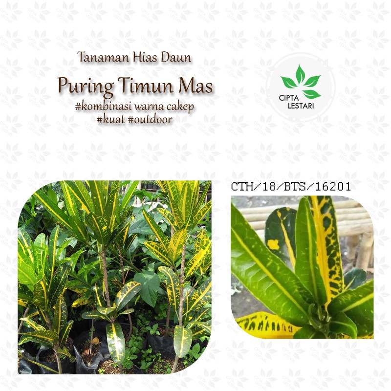 Bibit Tanaman Puring Timun Mas Bibit Pohon Puring Timun Mas