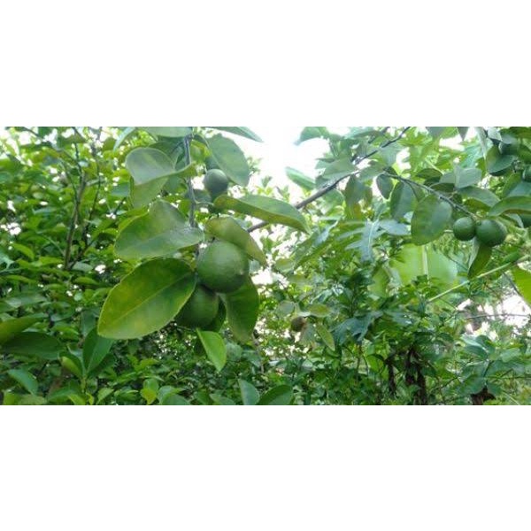 Daun Jeruk Nipis