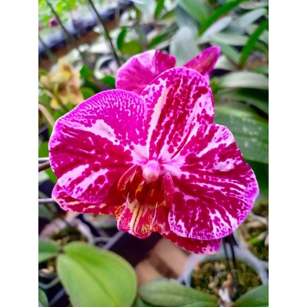 Bibit anggrek bulan hybrid Taiwan