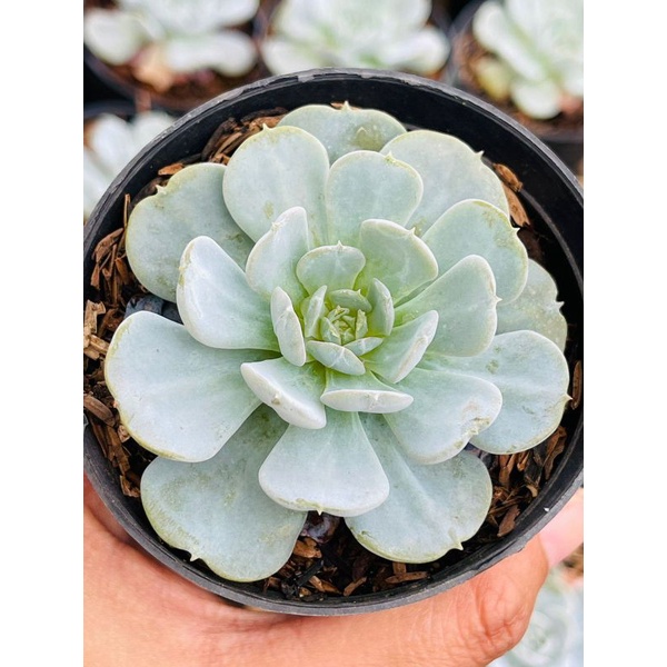 Sukulen Echeveria Bebas Pilih Free Pot 8cm