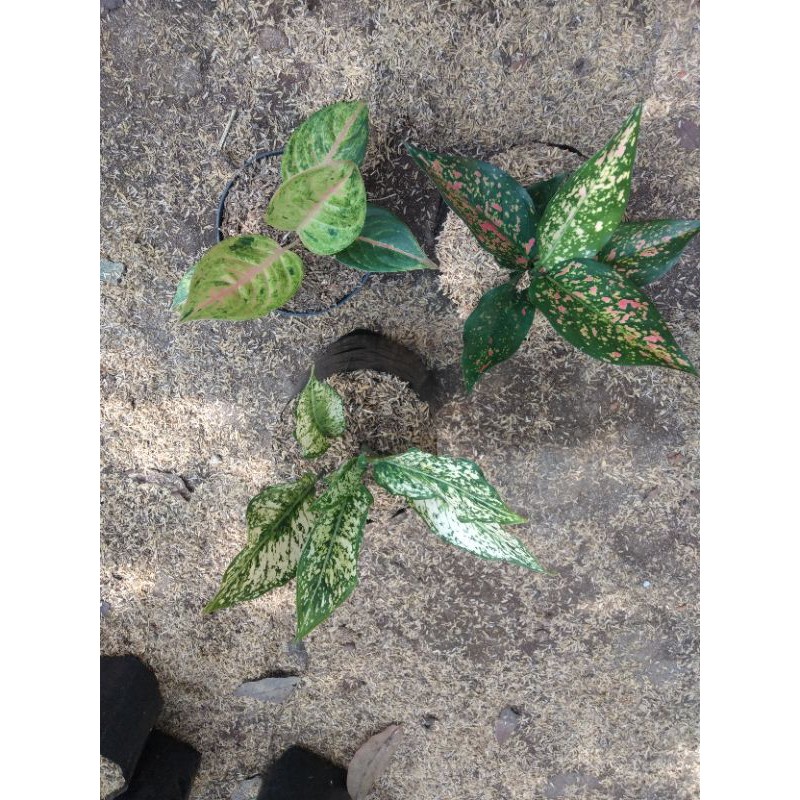 paket bibit aglonema