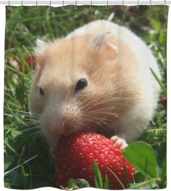 MAKANAN HAMSTER - SNACK HAMSTER - DRIED RASBERRY