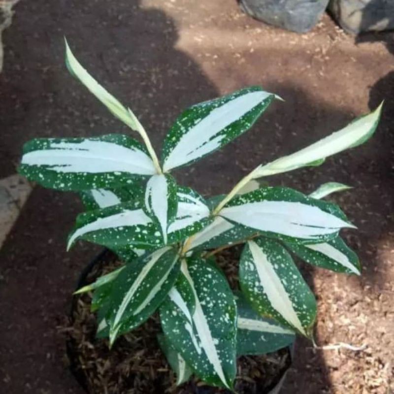 

drasena milky / drasena susu