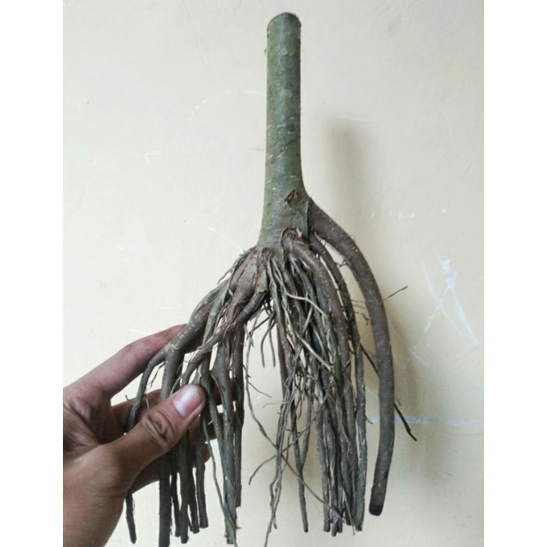 Bahan bonsai bringin ficus benjamina angkerboss