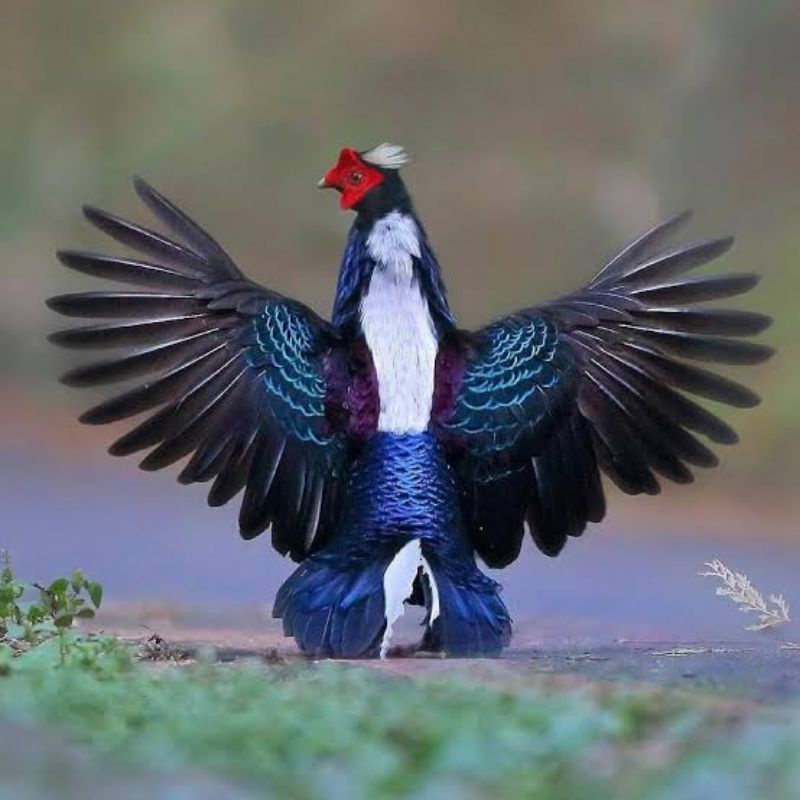 

TELUR AYAM HIAS RINGNECK SWINHOE PHEASANT UNTUK DITETASKAN