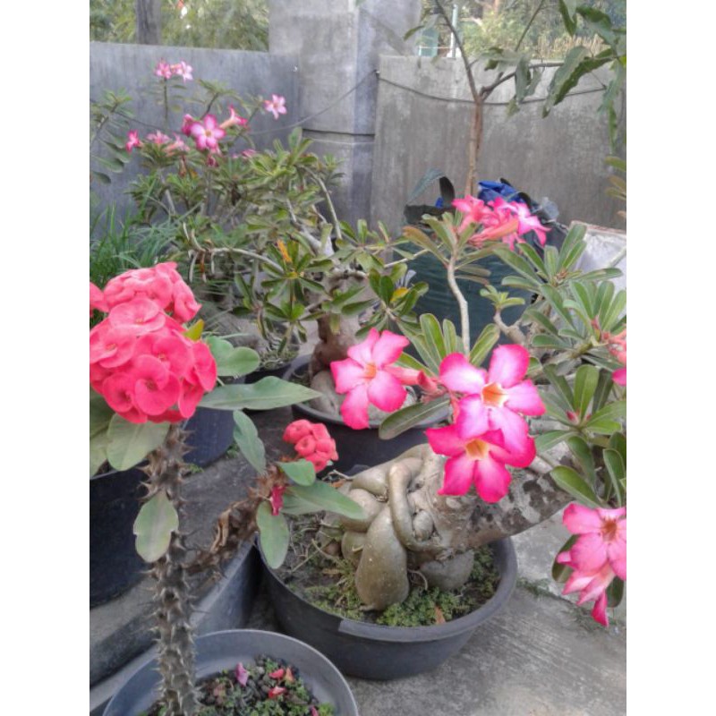 Bonsai bunga Kamboja, cantik