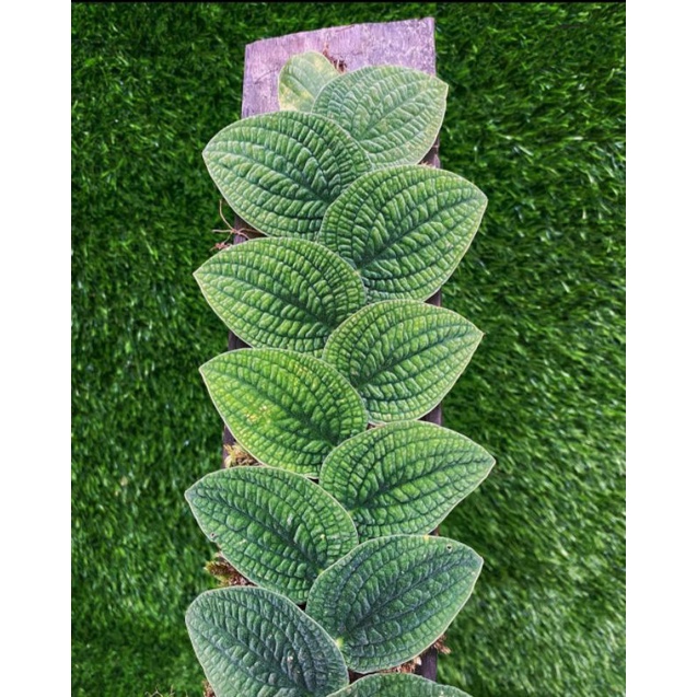 anakan tenuis silver +(bonus)