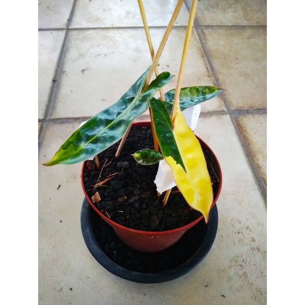 Batang Bonggol Philodendron Kabel  Busi  Variegata  Shopee 