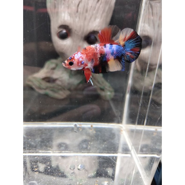 cupang koi candy real pick