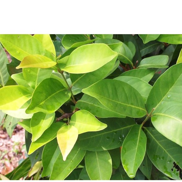 Bibit Tanaman Daun salam Pengharum Masakan Bumbu Rempah