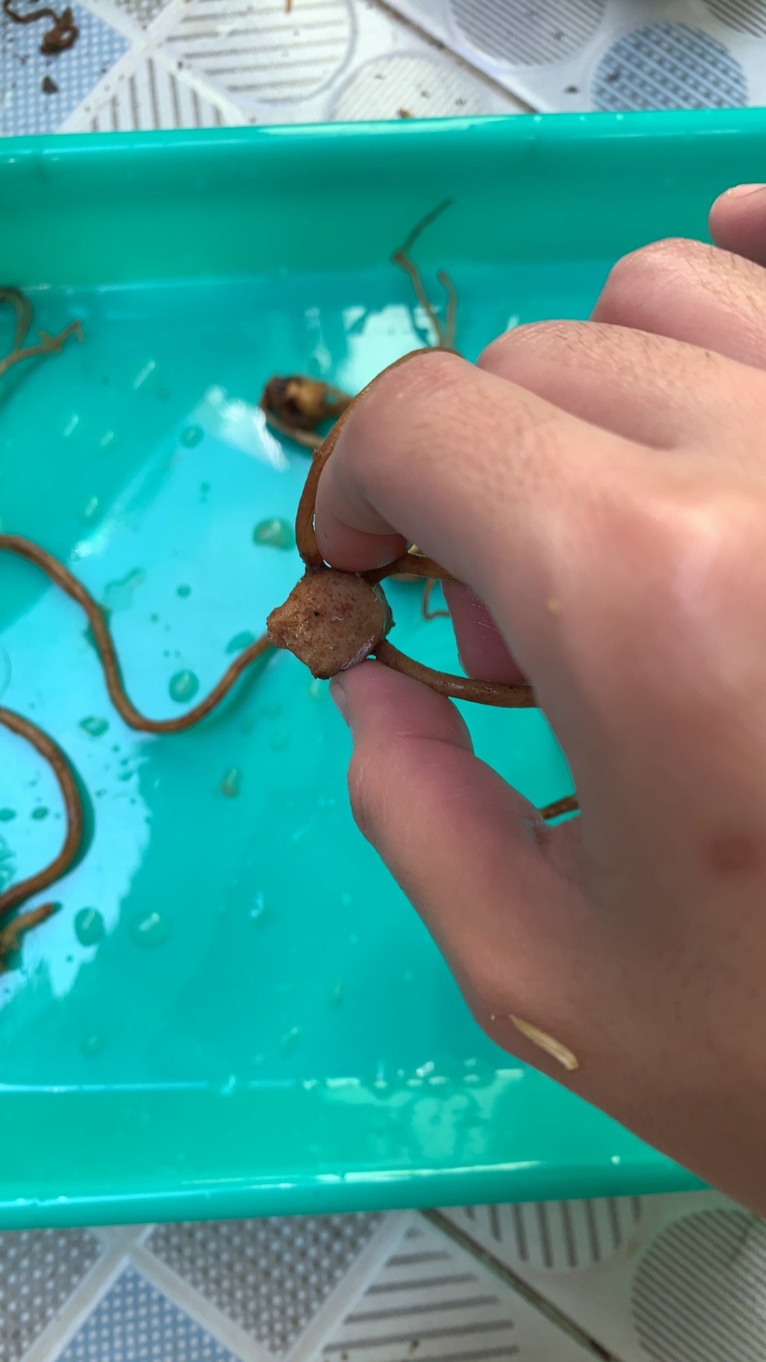 Bibit Bonggol Aglonema Romantic Love..