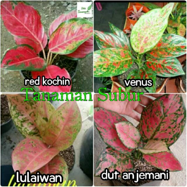 Paket 4 bunga  aglonema  dut anjemani red kochin lulaiwan 