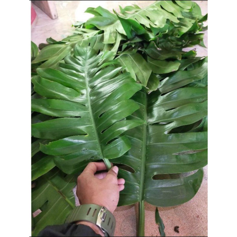

daun ekor naga segar paket 2000grm