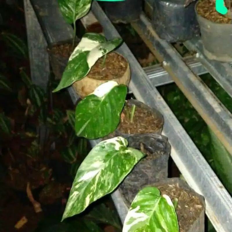 bibit tanaman hias Monstera Epipremnum varigata - Monstera Epipremnum varigata